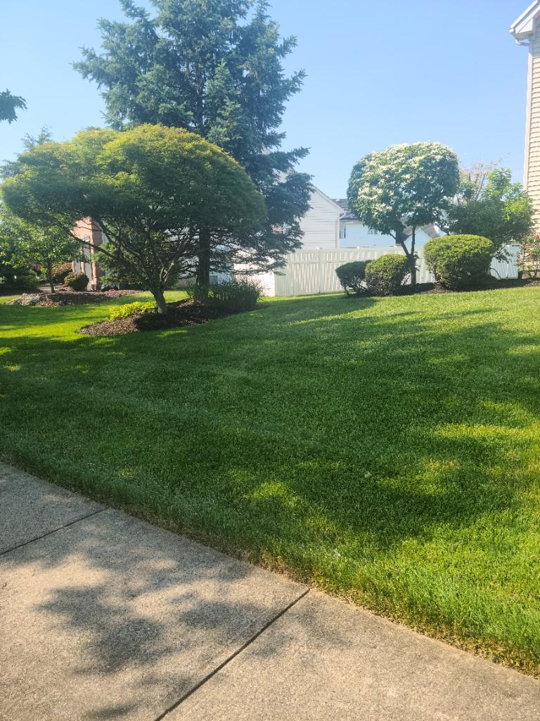 Freshly mowed lawn in central NJ